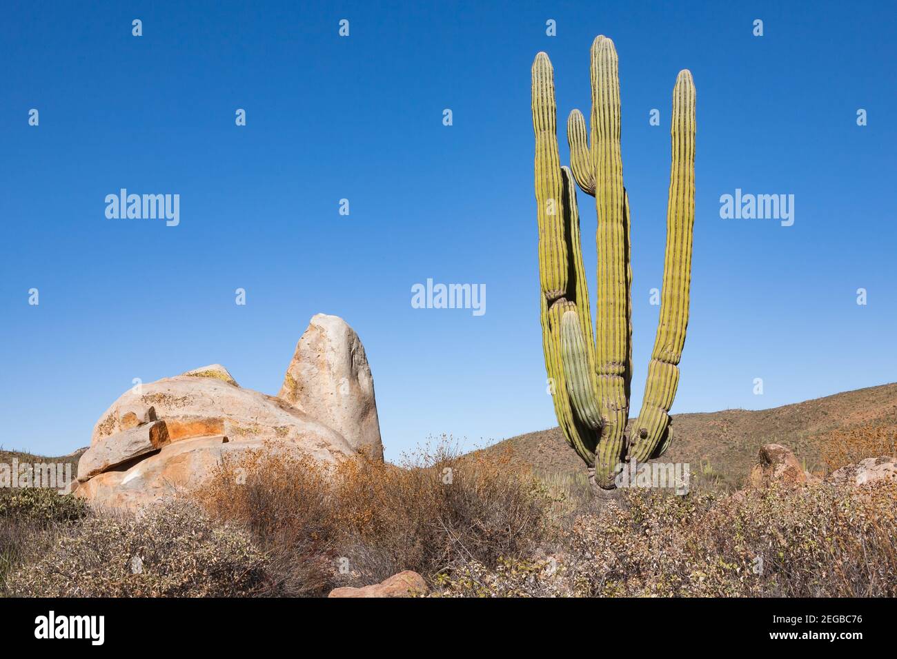 Cardon o cactus elefante Pachycereus pringlei vicino ad una roccia in Baja California, Messico Foto Stock