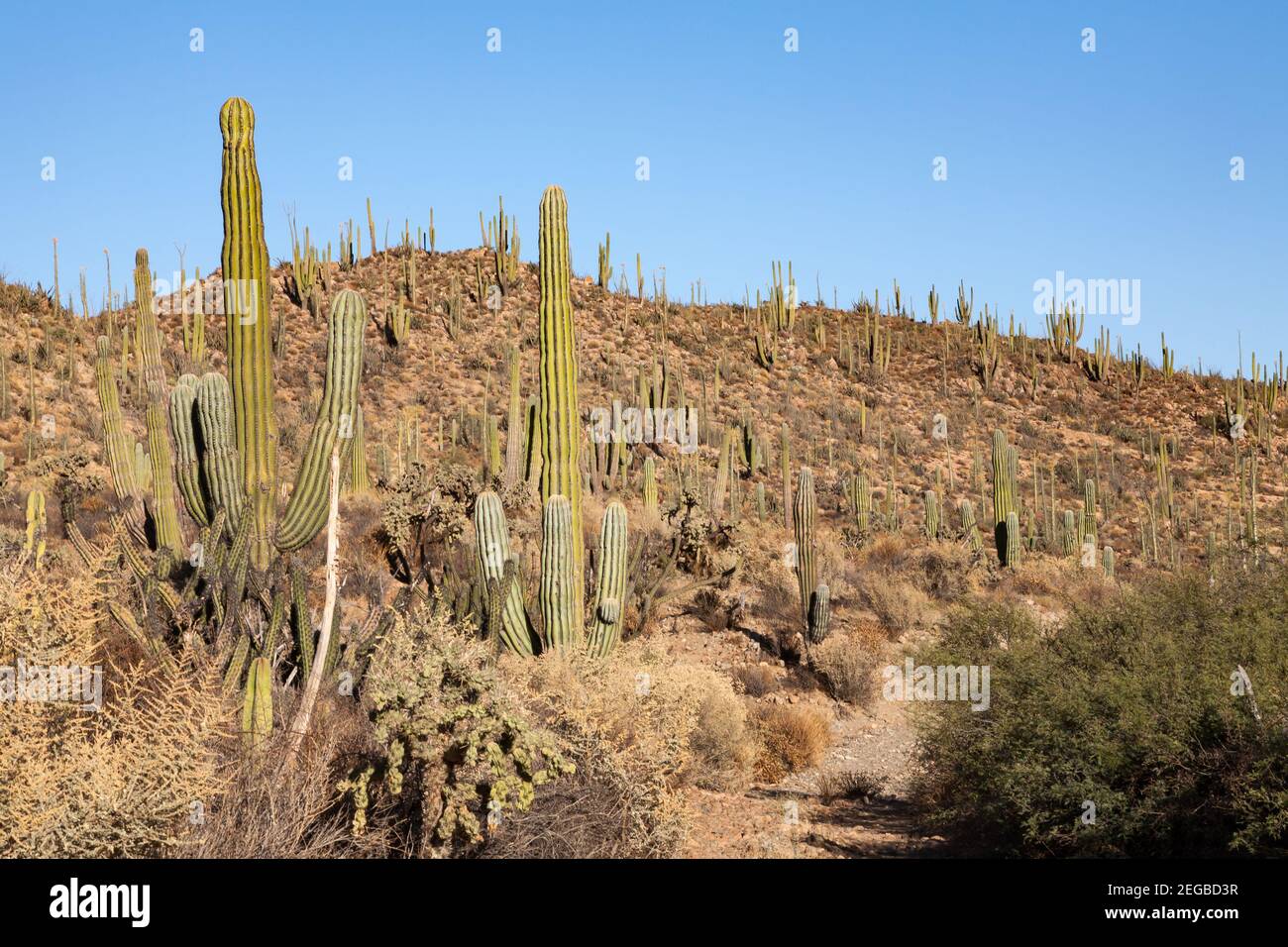 Pletora di cardon o cactus elefante Pachycereus pringlei a Baja California, Messico Foto Stock