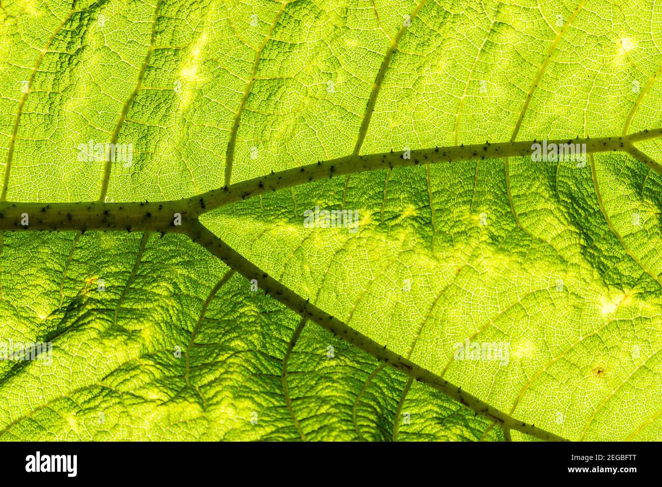 Sfondo texturale astratto formato dalla luce solare che filtra attraverso un luminoso foglia verde Foto Stock
