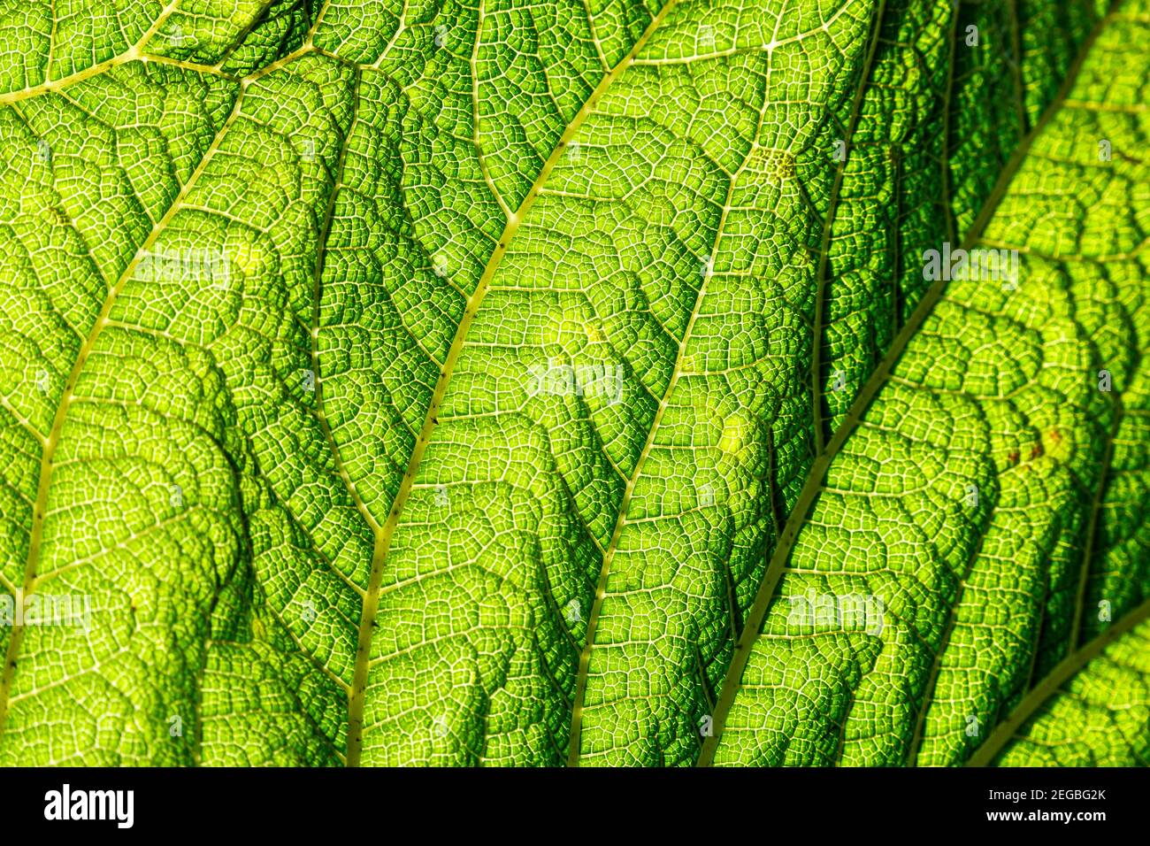 Sfondo texturale astratto formato dalla luce solare che filtra attraverso un luminoso foglia verde Foto Stock