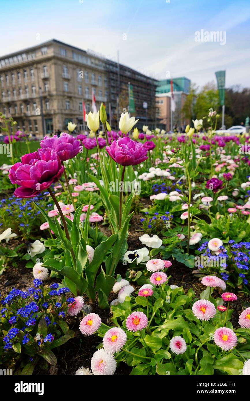 I primi fiori primaverili fioriscono nel centro di Düsseldorf. L'edificio dello Steigenberger Parkhotel sullo sfondo sfocato. Foto Stock