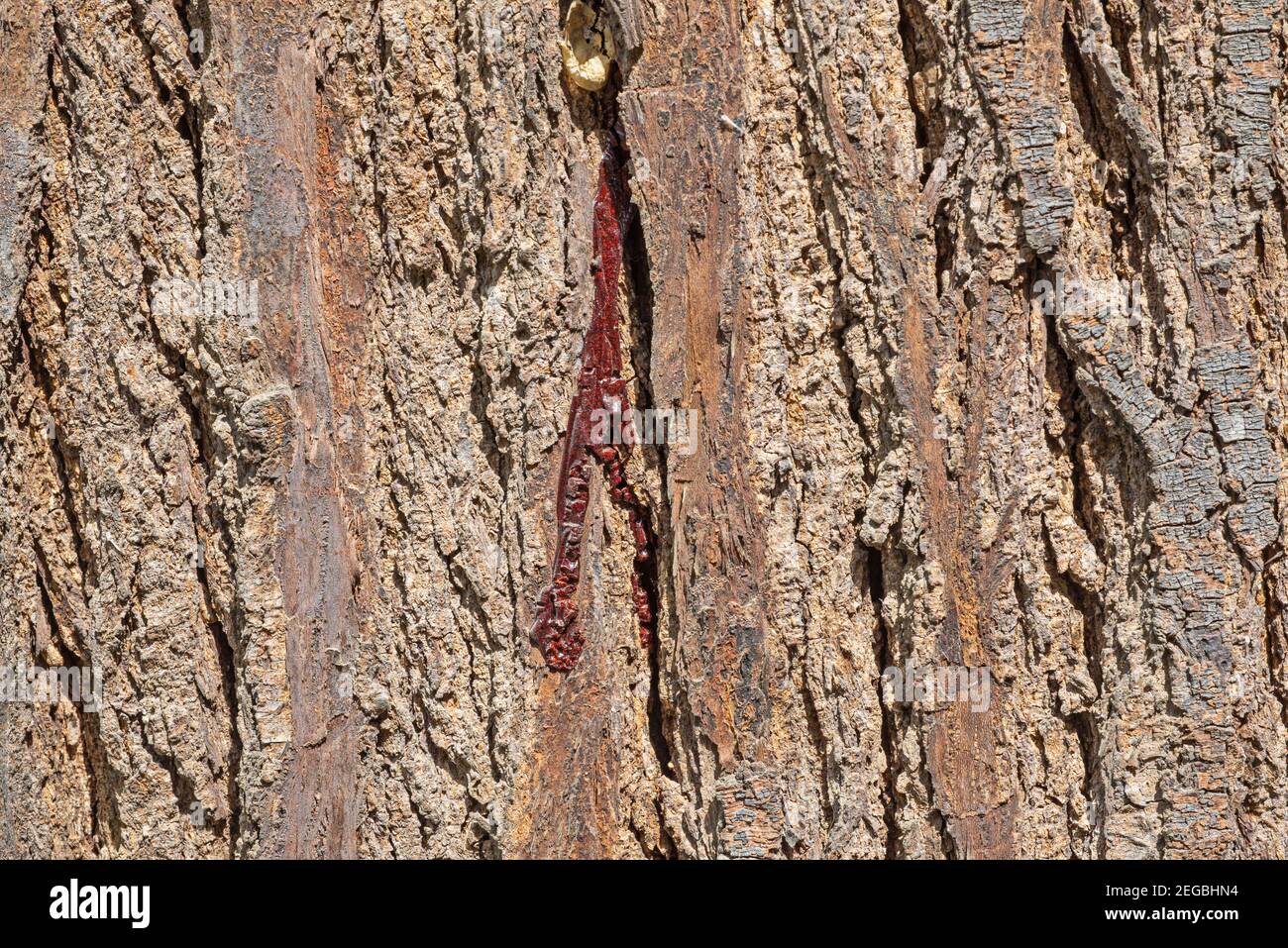 Closeup dettagliato di ruvida corteccia di albero di legno di sangue pterocarpus erinaceus con sap rosso creando sfondo risorse grafiche Foto Stock
