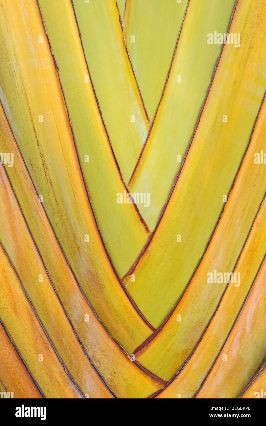 Dettaglio closeup di foglie ornamentali di piante di banana che creano risorsa grafica sfondo Foto Stock