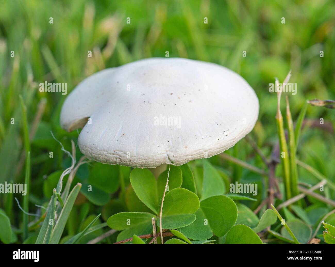 Primo piano dettaglio della testa sul campo funghi Agaricus campestris crescente selvatici in Prato Foto Stock