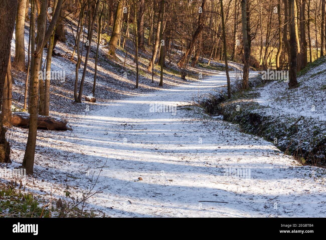 Un ampio percorso alberato, curvato e coperto di neve attraverso i boschi in inverno con il sole che passa attraverso gli alberi Foto Stock