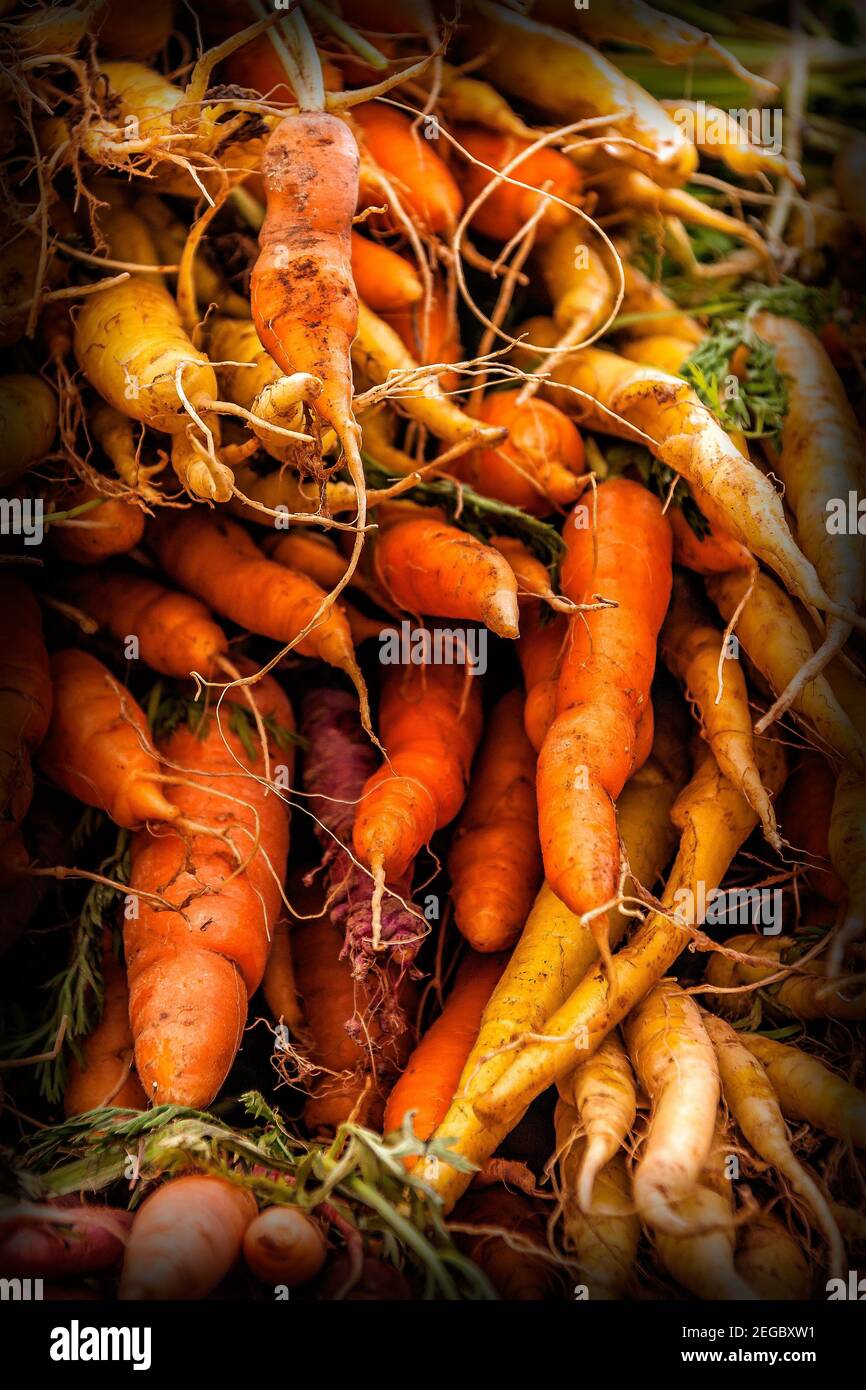 Primo piano di un grande mazzo di carote fresche con radici e verdi accatastati strettamente sul mercato agricolo locale stand. Foto Stock