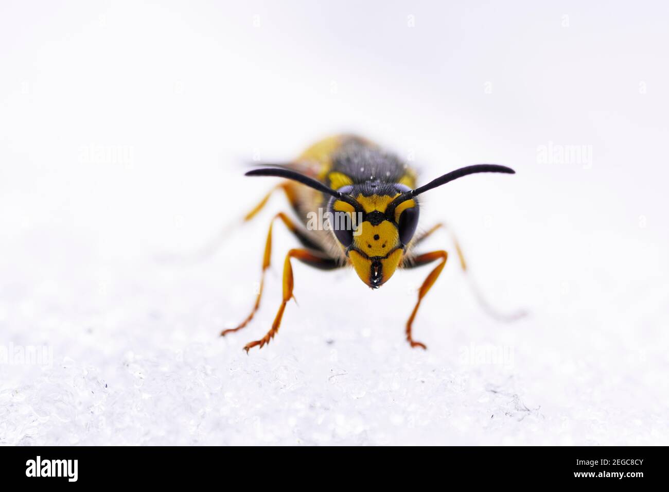 Primo piano di una vespa nella neve Foto Stock
