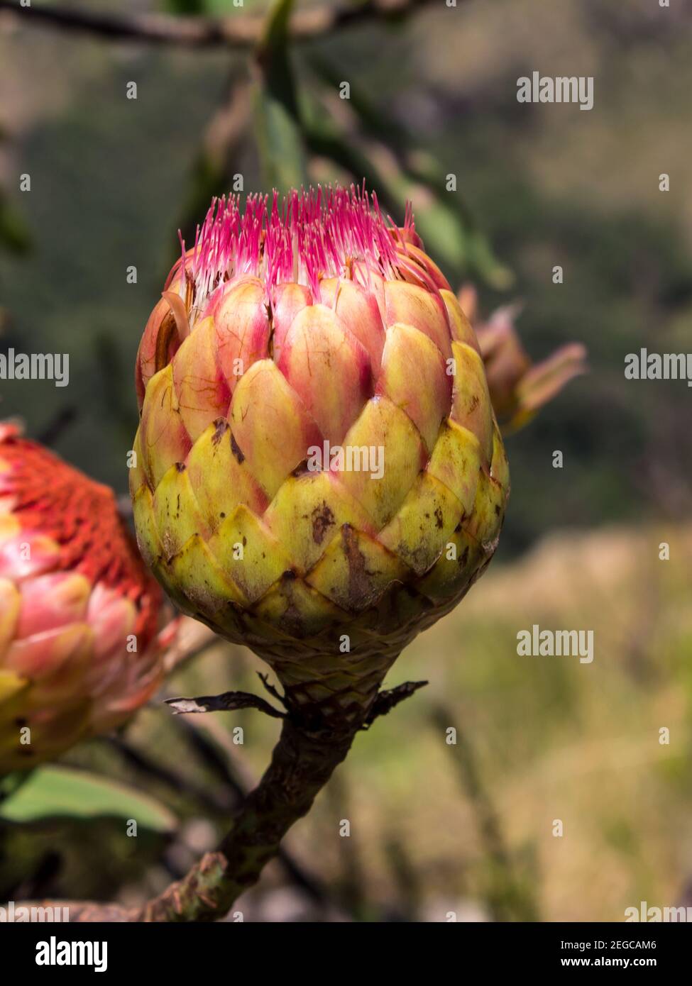 Il germoglio chiuso del Protea comune, Protea caffra, fotografato in una giornata di sole nel Monte Drakensberg centrale, Sudafrica Foto Stock