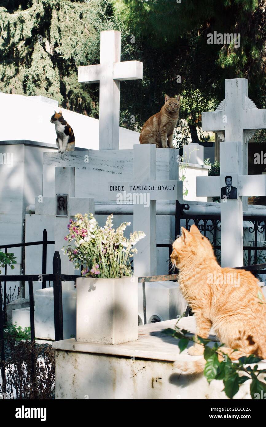 Atene, Grecia - 3 febbraio 2021 : dettaglio di una tomba con i gatti nel primo Cimitero di Atene, Grecia Foto Stock