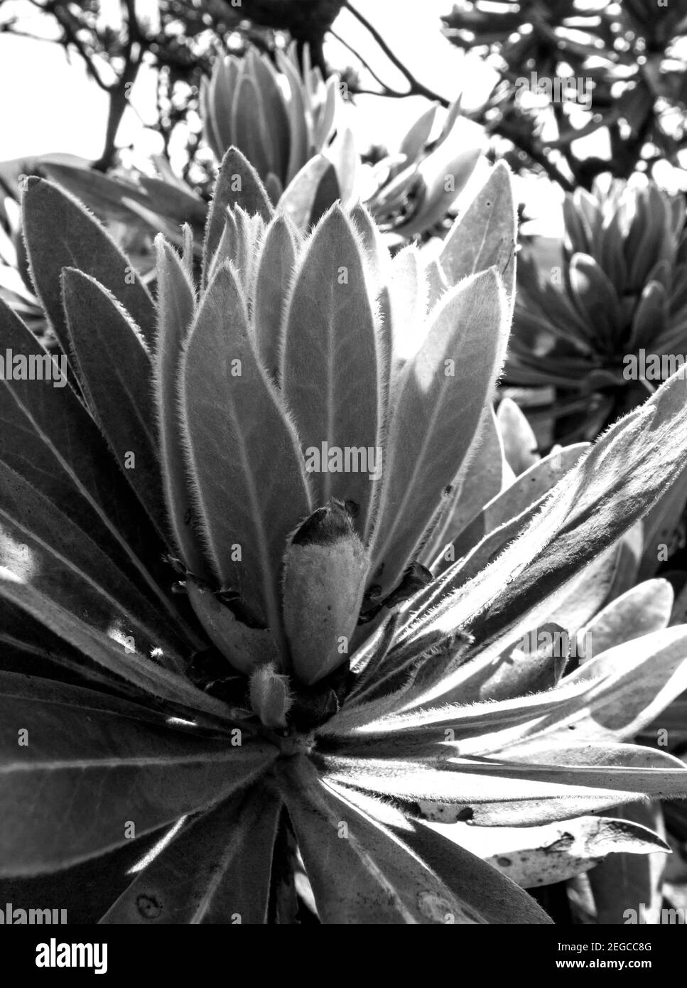 Vista ravvicinata delle nuove foglie sul punto di un ramo di un comune Protea Bush, Protea caffra, in monocromo, fotografato nel Drakensber centrale Foto Stock