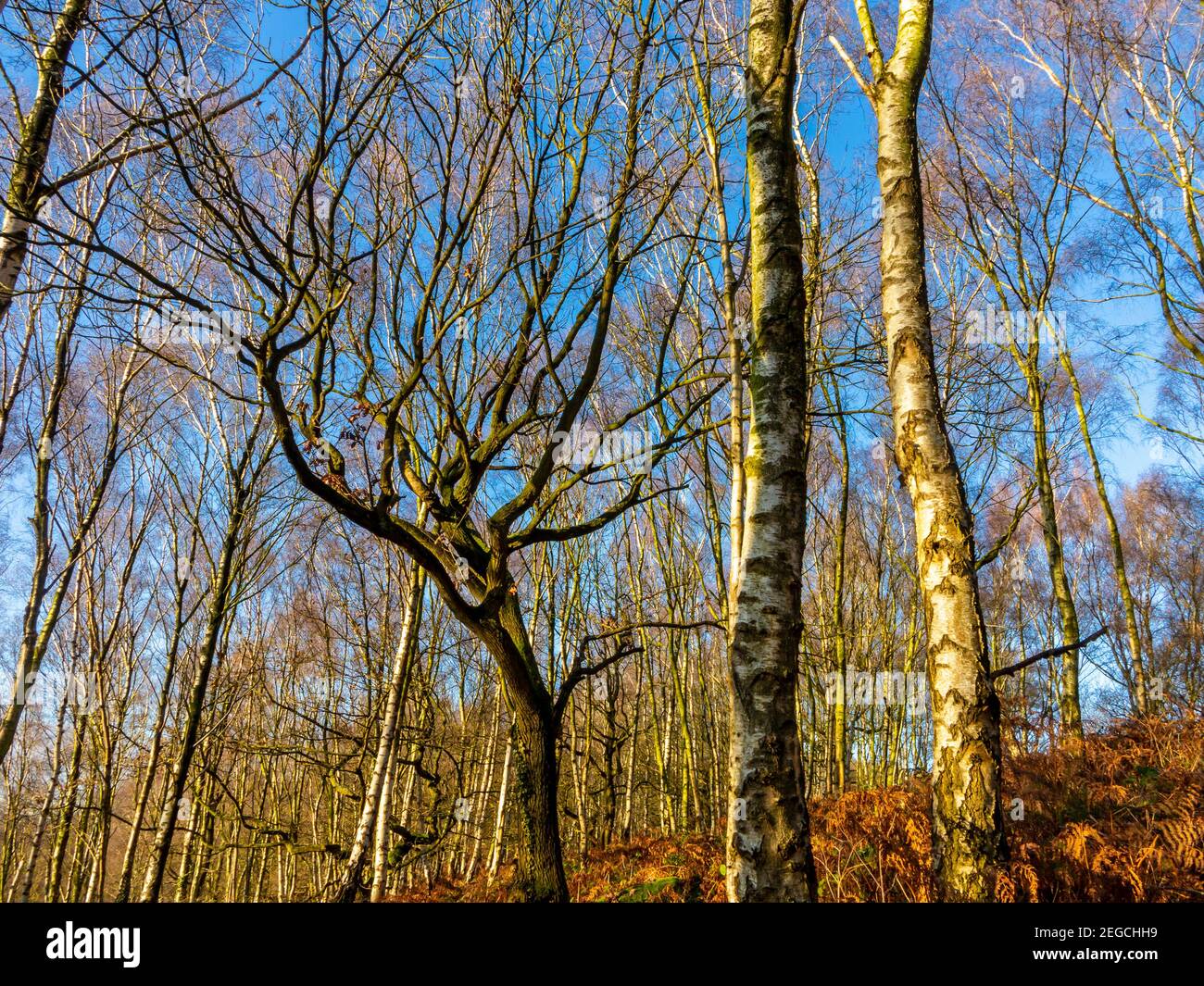 Alberi tardo autunno in bosco a Bow Wood vicino a Lea Nel Derbyshire Peak District Inghilterra Regno Unito Foto Stock
