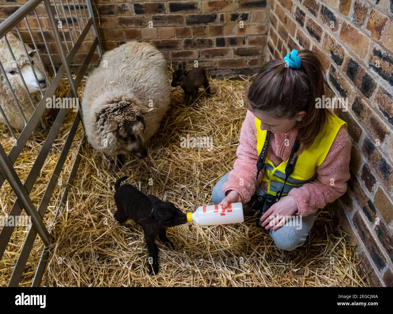 East Lothian, Scozia, Regno Unito, 18 febbraio 2021. Alimentazione agnelli neonatali: Zoe Shepherd, un allievo della scuola elementare di 10 anni, aiuta a nutrire una bottiglia di agnello di pecora Shetland. Sta lavorando ad un progetto di scuola domestica alla scuola primaria di Aberlady circa la natura così ha portato la sua macchina fotografica per scattare le foto degli agnelli Foto Stock