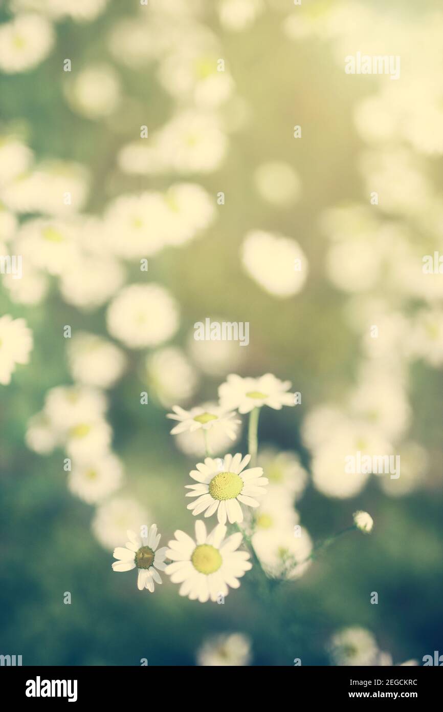 Fiori bianchi a margherita che crescono su un campo verde. Immagine vintage. Luce solare. Scena rurale. Foto Stock