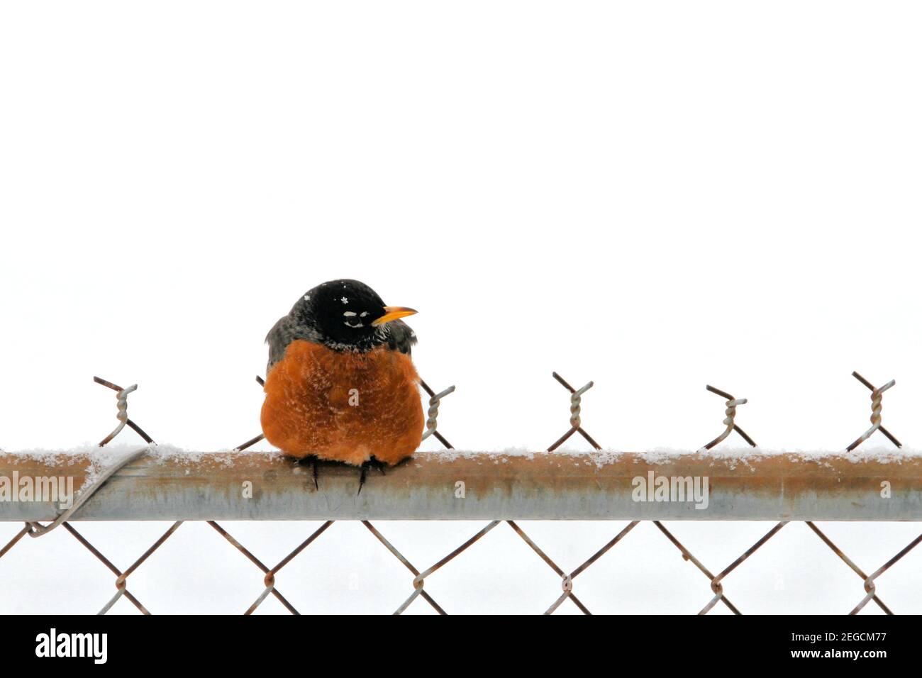 Un Robin americano di razza arancio si trova su una recinzione a catena con uno sfondo di neve bianca durante una brutale tempesta invernale dell'Oklahoma. Foto Stock
