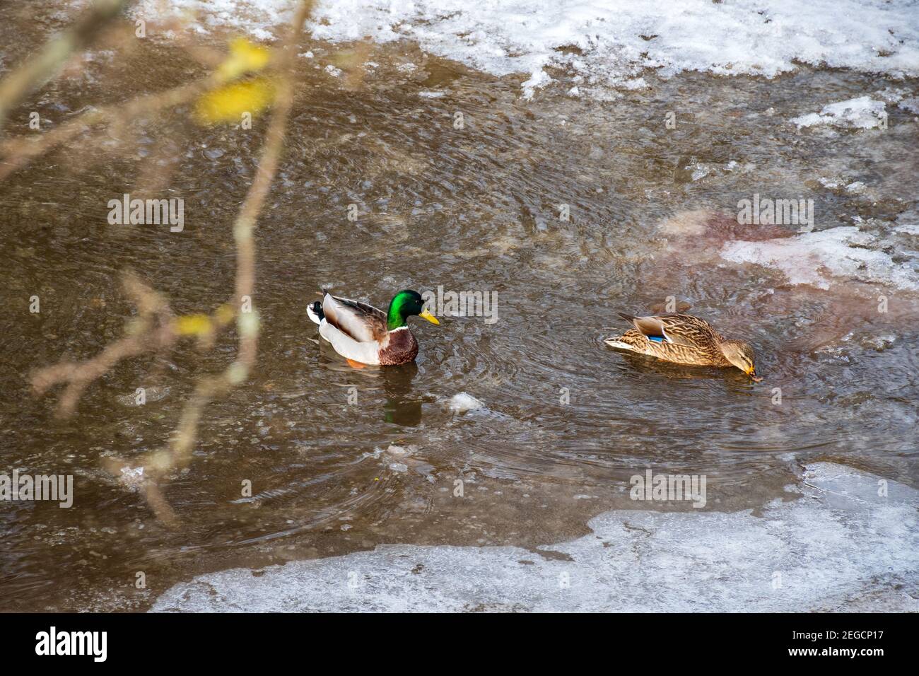 Anatre in un fiume ghiacciato in inverno, neve e ghiaccio che si fondono, ruscello fluente, sfondo della natura Foto Stock