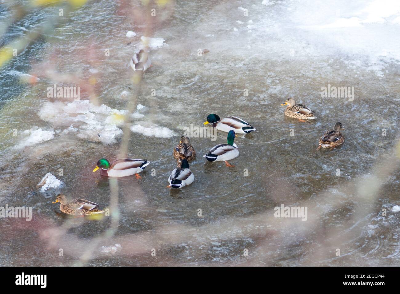 Anatre in un fiume ghiacciato in inverno, neve e ghiaccio che si fondono, ruscello fluente, sfondo della natura Foto Stock
