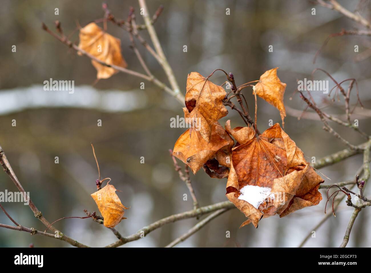 Foglie secche su un ramo di un albero coperto di neve o gelo, a temperatura fredda Foto Stock