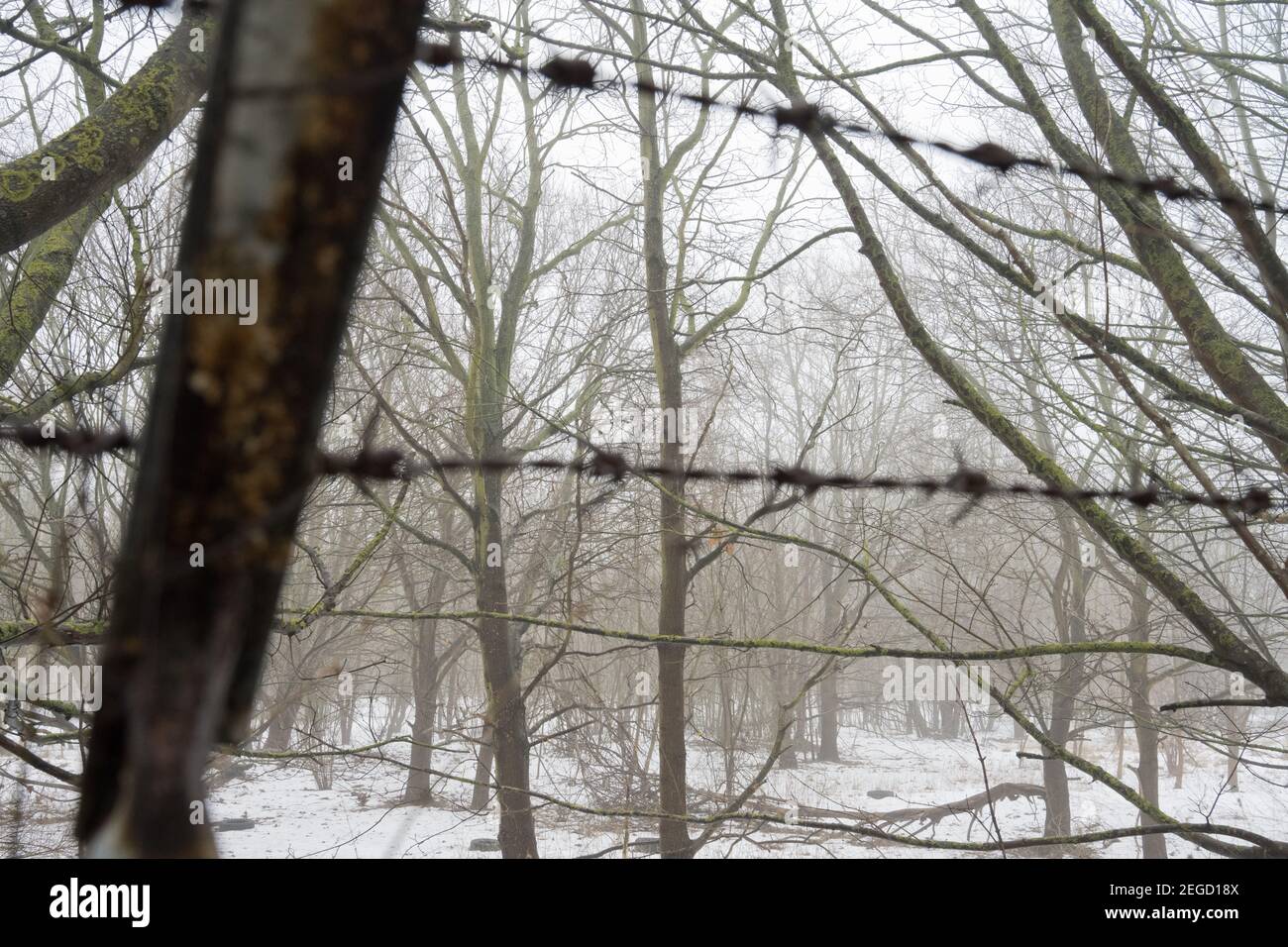 Stralsund, Germania. 18 Feb 2021. Vista di una foresta nella zona urbana di Stralsund. L'area forestale di un ettaro nei pressi della costa deve essere bonificato per uno sviluppo con appartamenti, un centro di assistenza e un supermercato con parcheggio. Il Ministro dell'ambiente Backhaus sostiene il progetto della città e di un investitore. L'ufficio competente per la silvicoltura aveva respinto la compensazione. Con 24 per cento di foresta, MV è uno dei meno Stati federali boschivi. Negli ultimi anni lo stato non è più riuscito a raggiungere i propri obiettivi di rimboschimento. Credit: Stefan Sauer/dpa/Alamy Live News Foto Stock