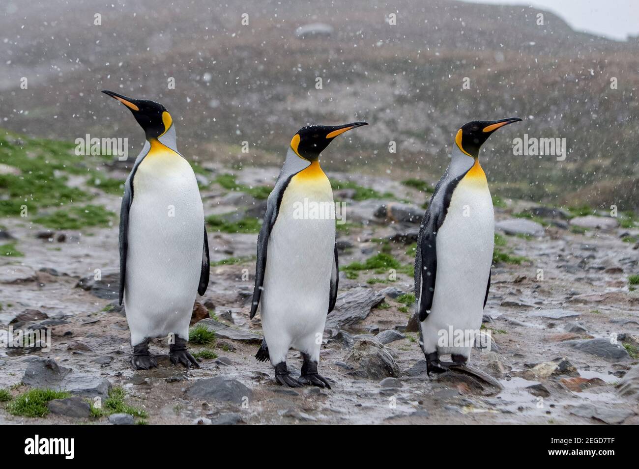 Re Pinguini, Atenodytes patagonicus, St Anderws Bay, Georgia del Sud Antartide Foto Stock