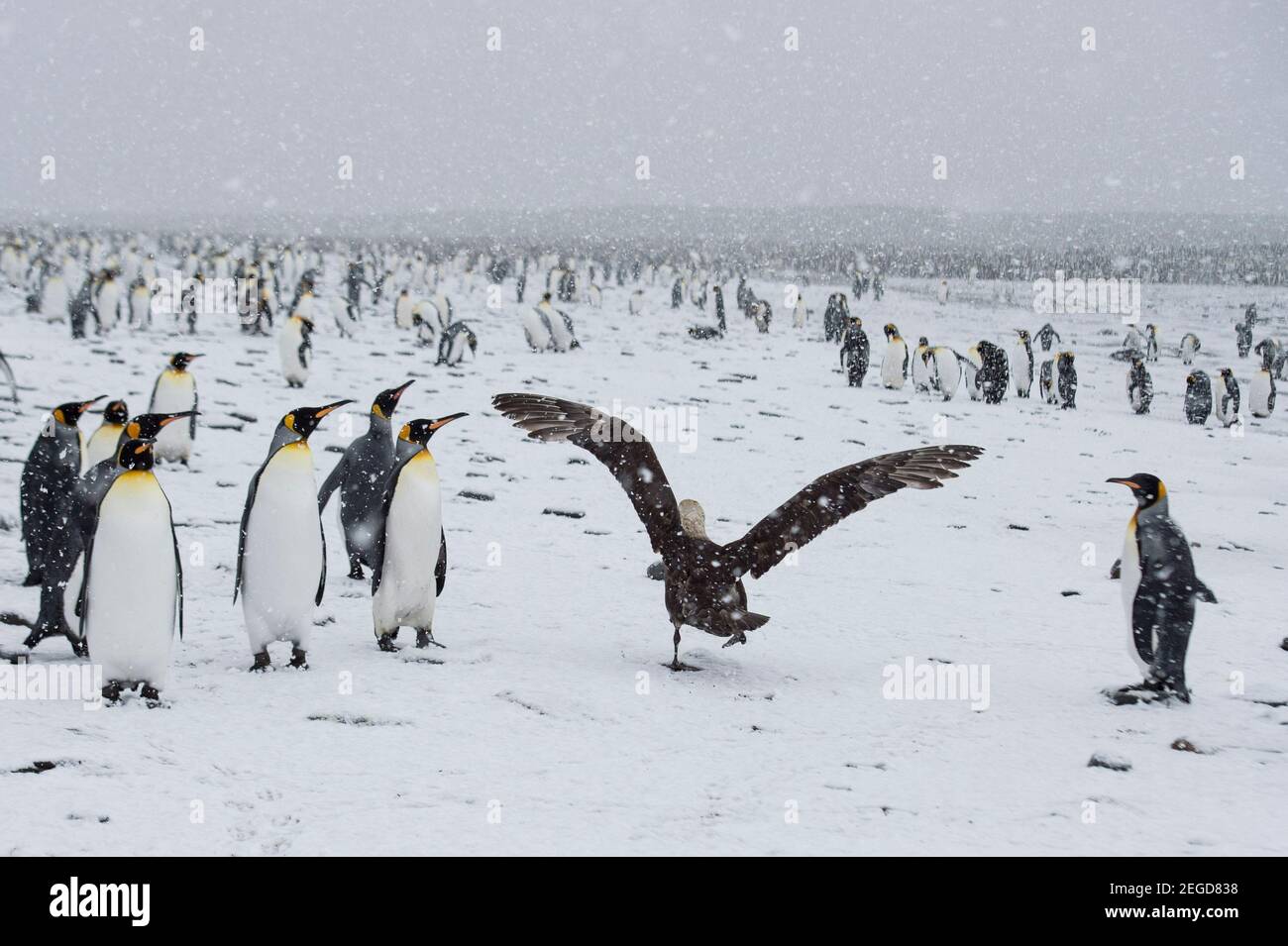 Re Pinguini, Atenodytes patagonicus, St Anderws Bay, Georgia del Sud Antartide Foto Stock