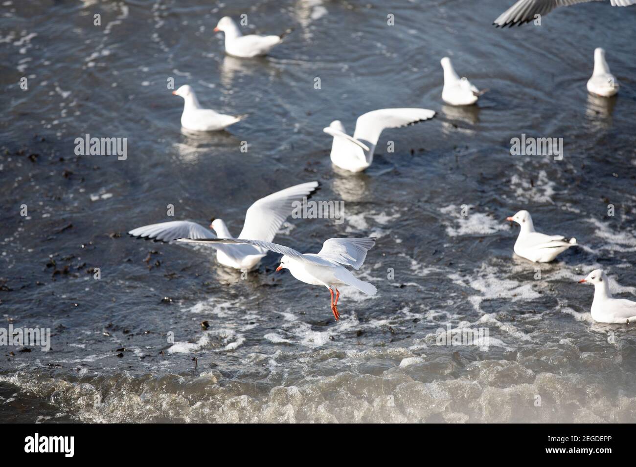 Seagull popolazione di Margate in Kent Inghilterra UK Foto Stock