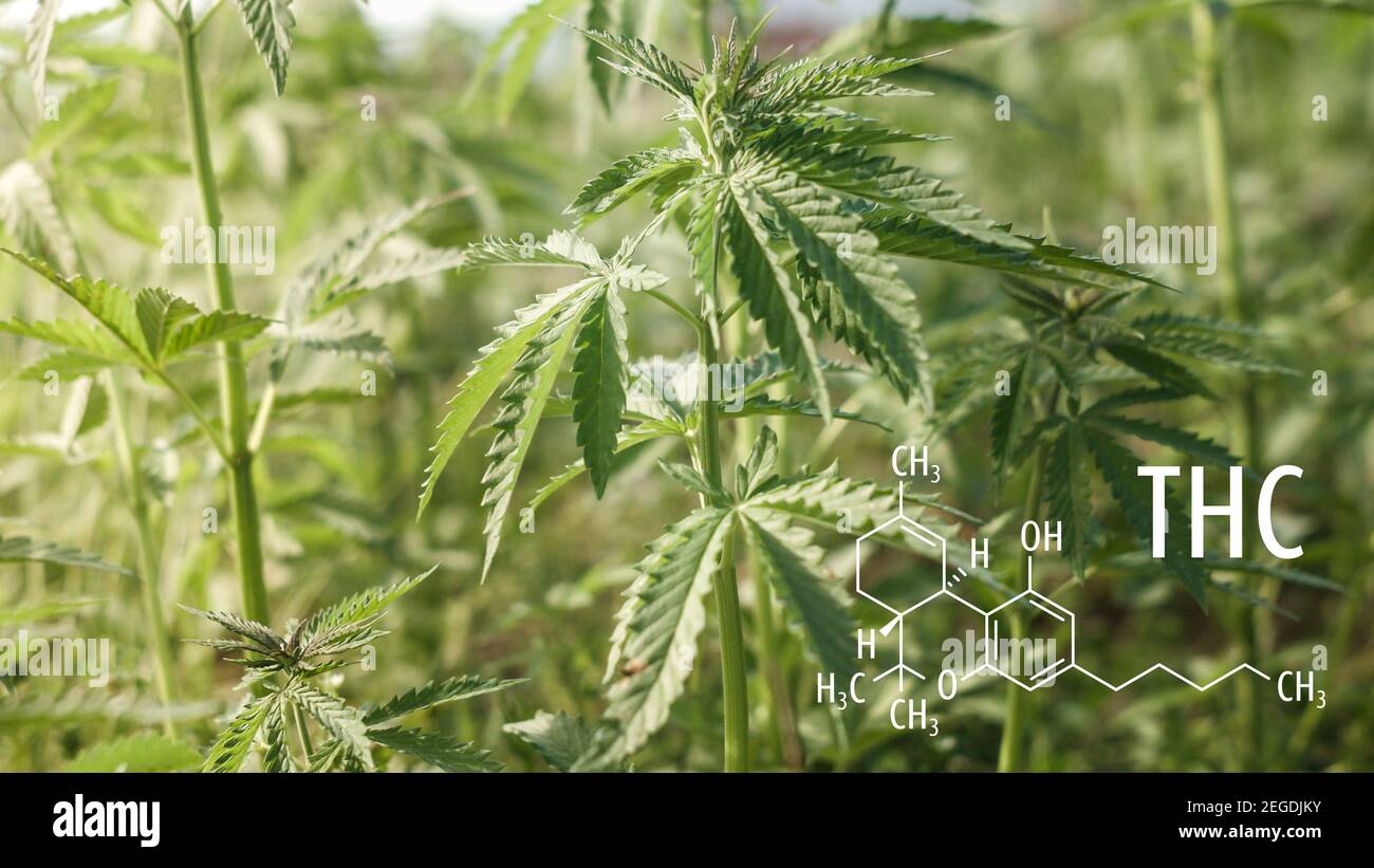 Piante di cannabis con formula chimica THC. Molecola di tetraidrocannabinolo. Foto Stock