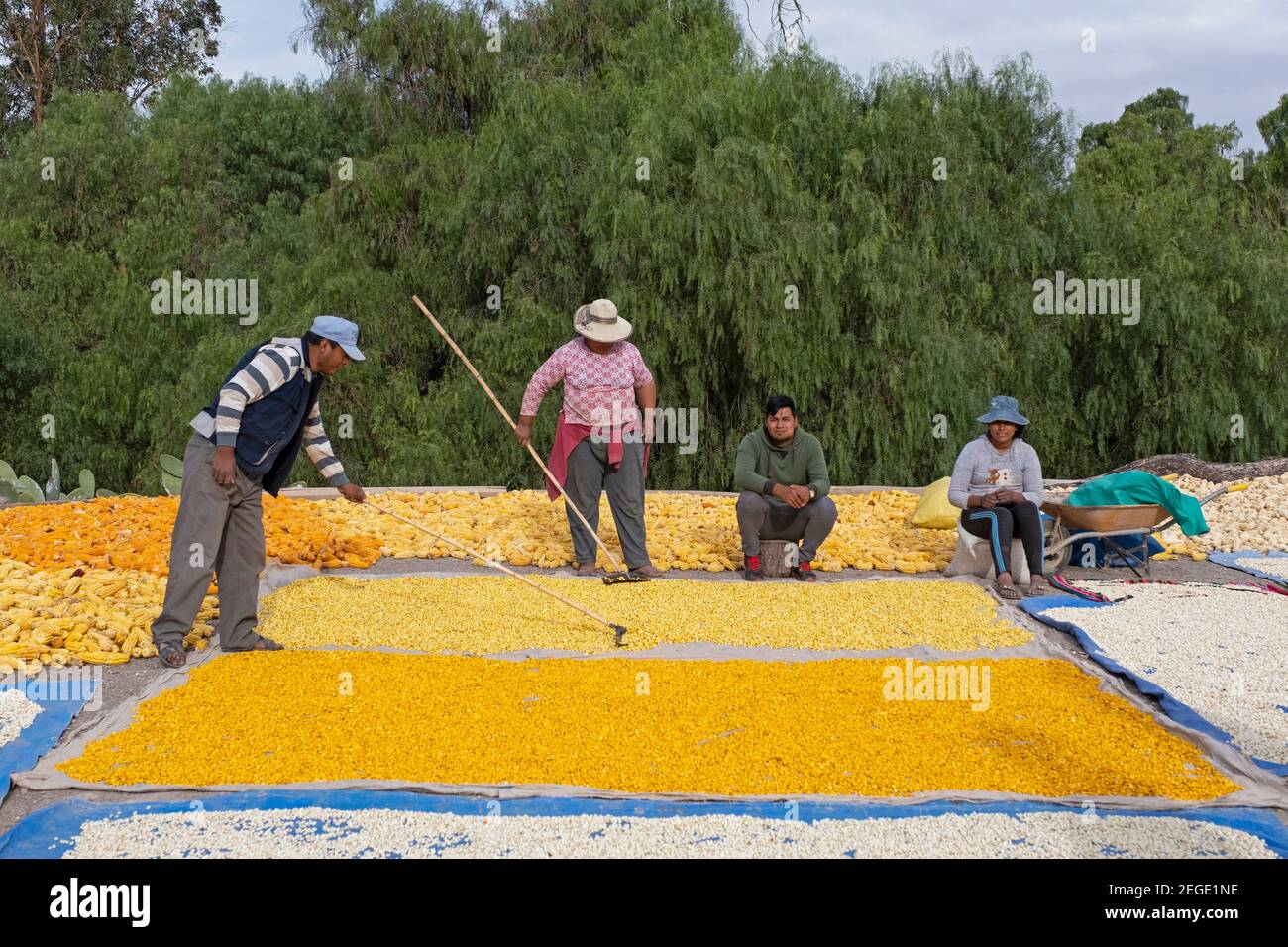 Coltivatori che spargono il mais raccolto / mais sul terreno per asciugare nel villaggio di Tocloca vicino Tupiza, Sud Chichas Provincia, Potosí Dipartimento, Bolivia Foto Stock