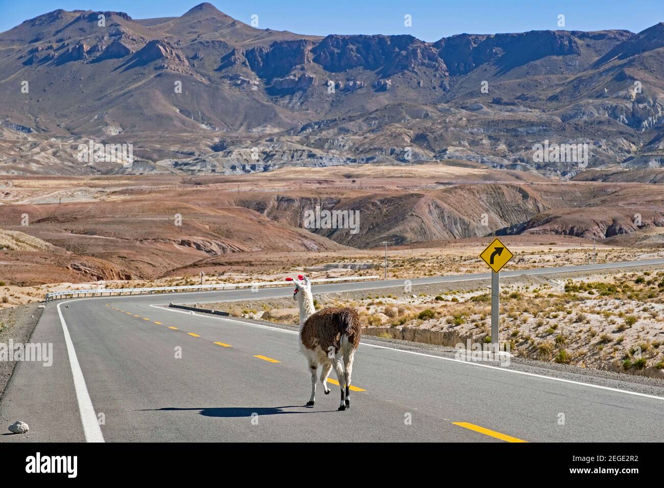 Lama (lama glama) che corre sulla Route 21 / Ruta 21 sull'altopiano dell'Altiplano, tra Tupiza e Uyuni, Dipartimento di Potosí, Bolivia Foto Stock