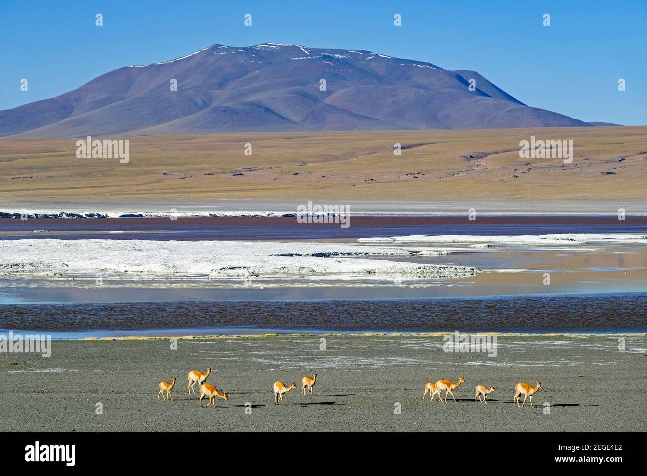 vicuñas (Vicegna vicugna) sulla riva della Laguna Colorada / Laguna Rossa, lago salato nella Riserva Nazionale della Fauna Andina Eduardo Avaroa, Bolivia Foto Stock