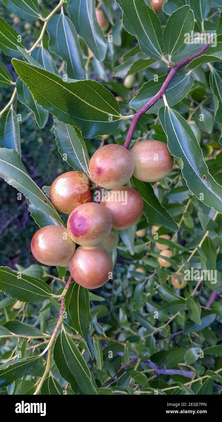 Frutta verde di jujube sull'albero di jujube nel giardino, montagna di Ida, Edremit, TURCHIA Foto Stock