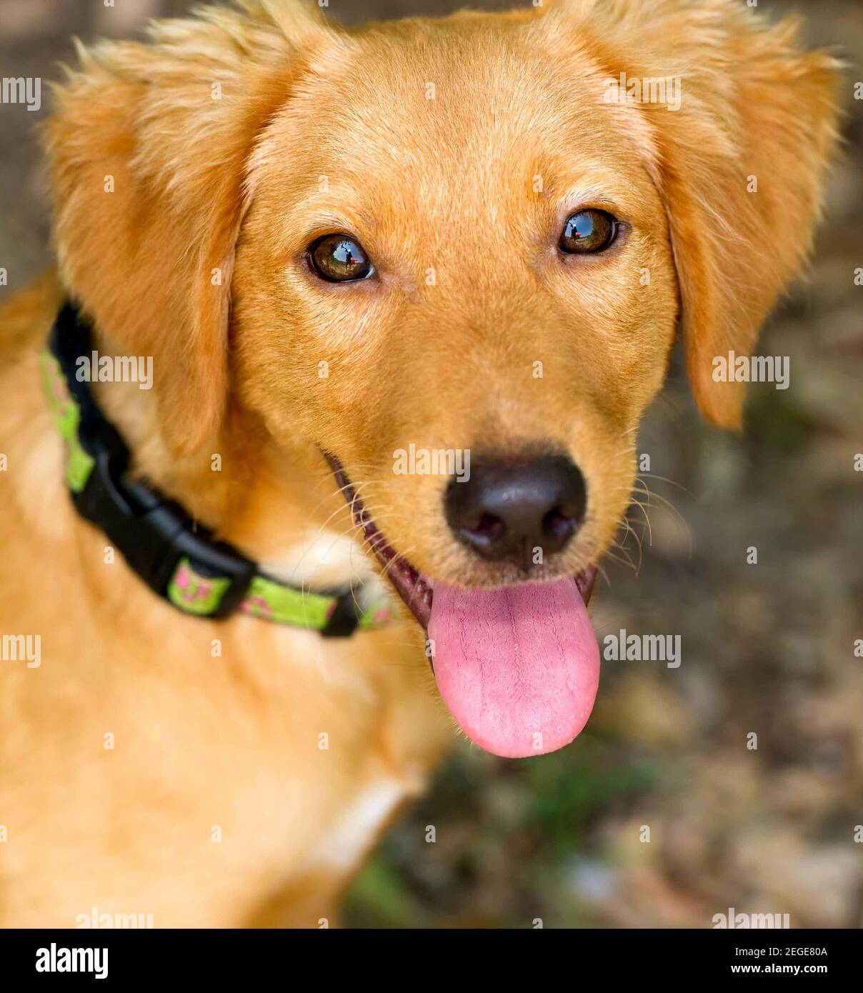 Cane felice è un ingrandimento di un simpatico adorabile cucciolo di cane con la sua lingua appendere fuori della sua bocca e una felice espressione sul suo viso. Foto Stock