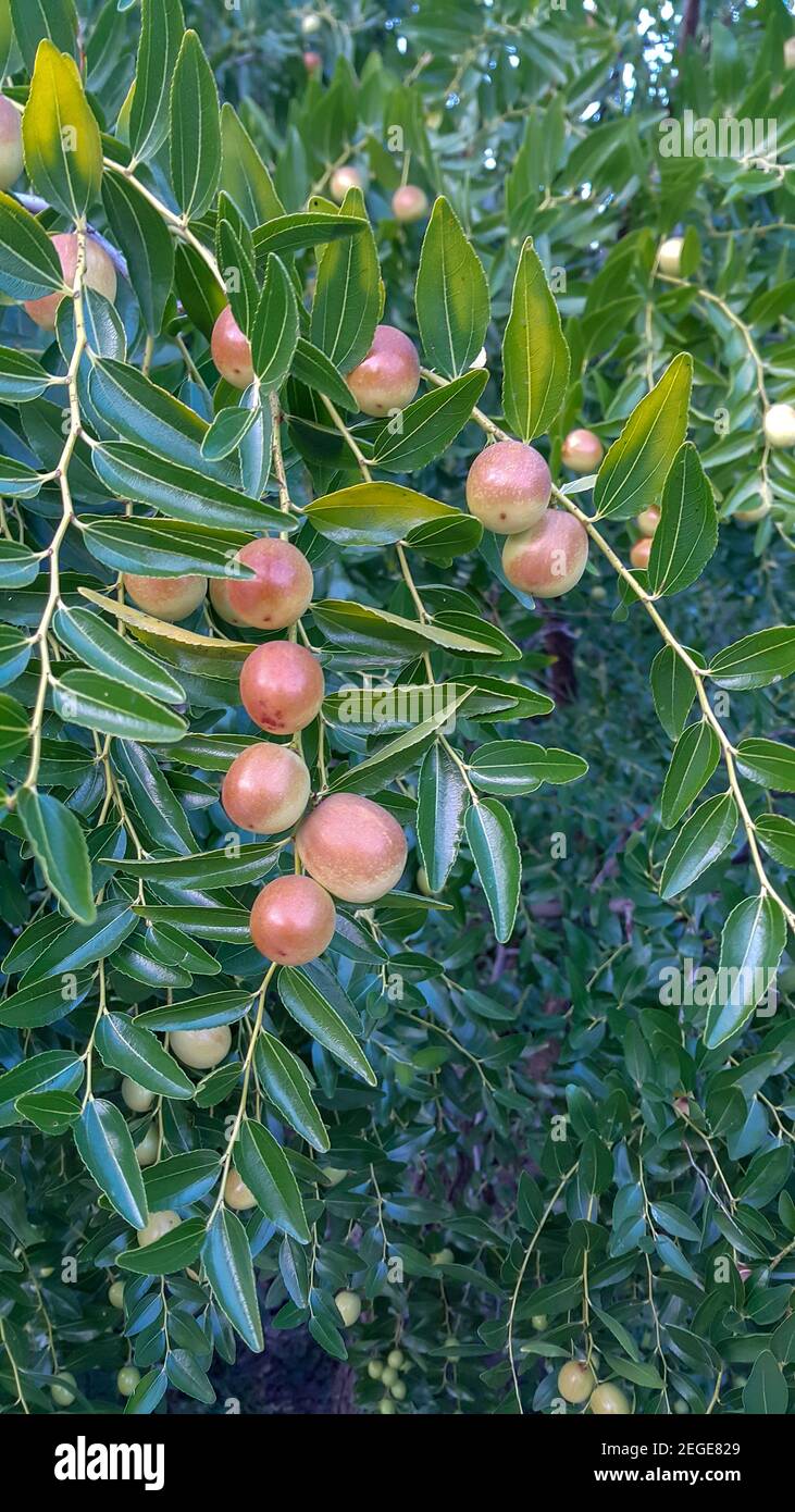 Frutta verde di jujube sull'albero di jujube nel giardino, montagna di Ida, Edremit, TURCHIA Foto Stock