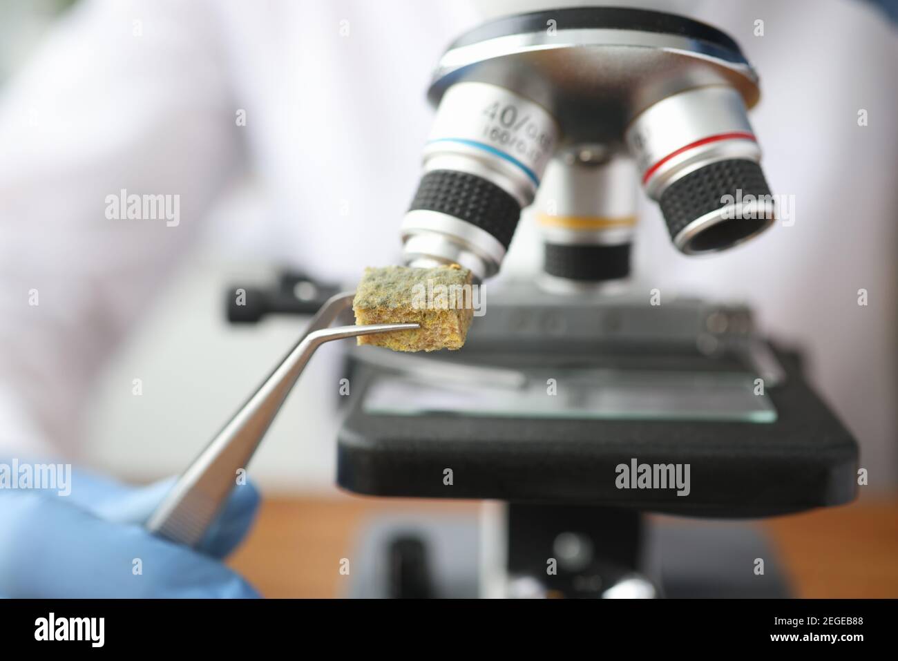 Scienziato che tiene un campione di tessuto ammuffito vicino al microscopio con pinzette primo piano Foto Stock