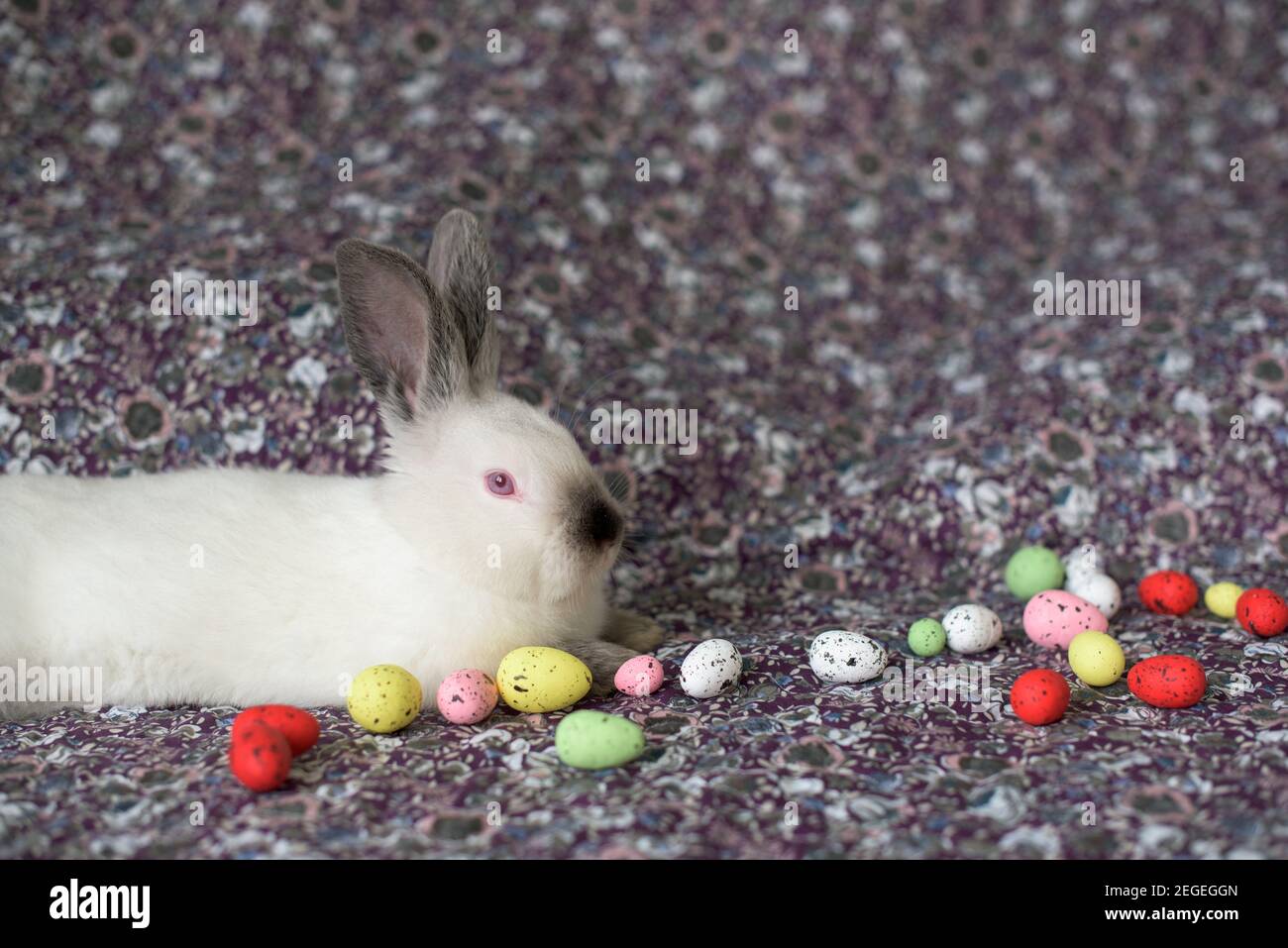 Coniglio di Pasqua bianco con occhi rossi su una coperta colorata e uova colorate Foto Stock