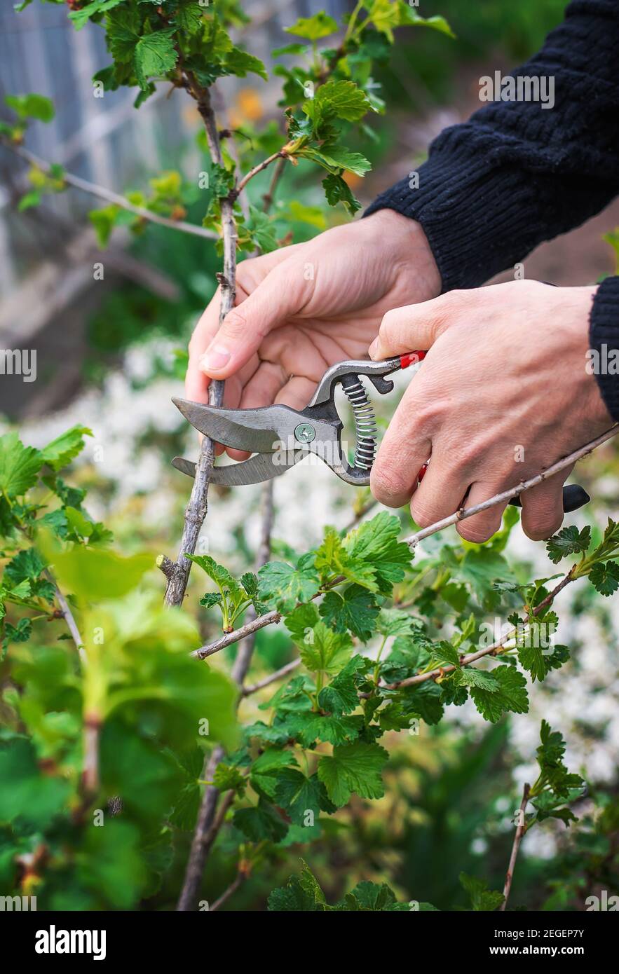Giardiniere potando cespugli di curry nel giardino. Focus selettivo. Natura. Foto Stock