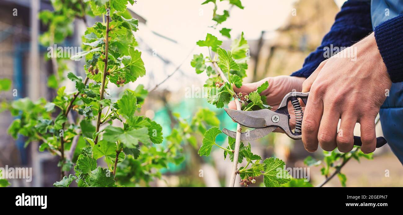 Giardiniere potando cespugli di curry nel giardino. Focus selettivo. Natura. Foto Stock