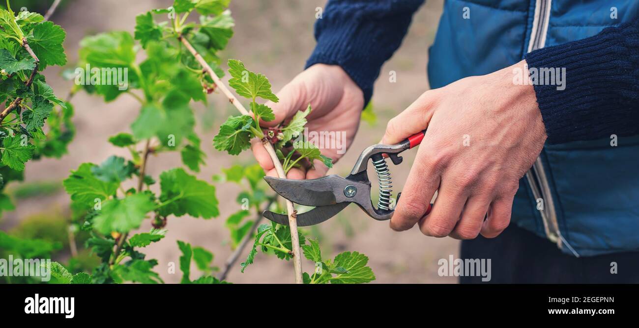 Giardiniere potando cespugli di curry nel giardino. Focus selettivo. Natura. Foto Stock