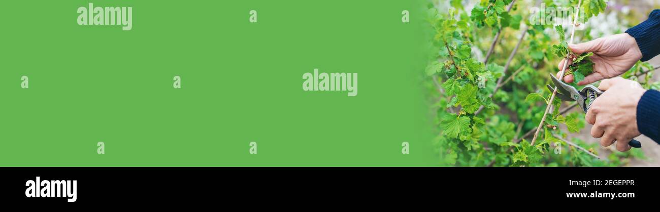 Giardiniere potando cespugli di curry nel giardino. Focus selettivo. Natura. Foto Stock