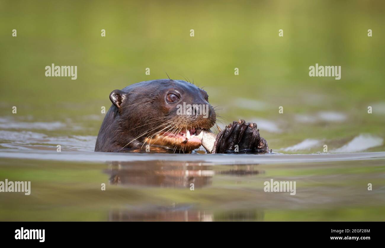Primo piano di una gigantesca lontra fiume che mangia un pesce in acqua, Pantanal, Brasile. Foto Stock