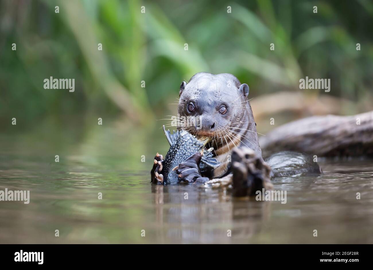 Primo piano di una lontra gigante che mangia un grande pesce in un fiume, Pantanal, Brasile Foto Stock