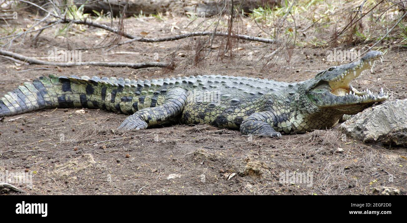 Krokodile im Haller Park. Coccodrilli in Haller Park Mombasa. Die ehemaligen Kalk-Steinbrüche in Mombasa wurden von Einem Schweizer rentaturiert und in Foto Stock