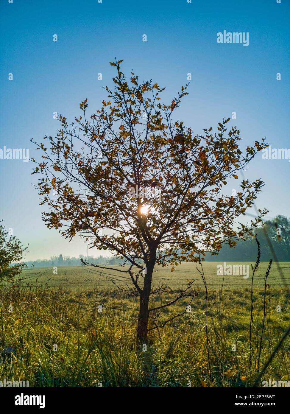 Piccolo albero con campi verdi e gialli intorno e splendenti sole dietro Foto Stock