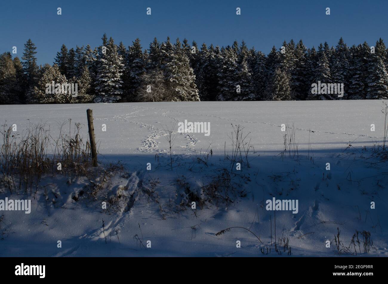 I sentieri dei cervi conducono in un campo innevato verso il paradiso degli alti abeti attraverso il percorso. Foto Stock