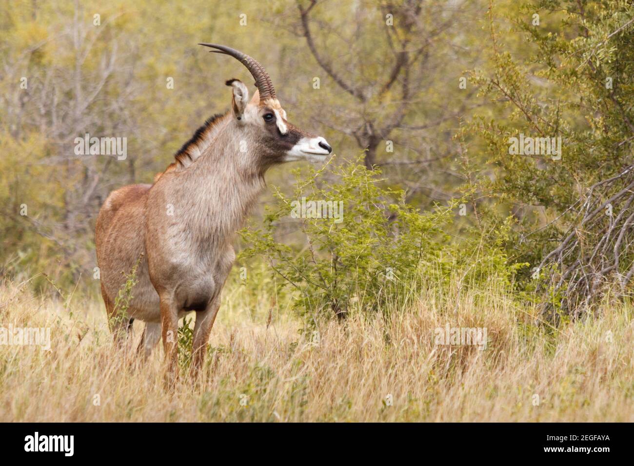 Roan, ippotragus equinus, distretto di Mopani, Parco Nazionale di Kruger, Sudafrica Foto Stock