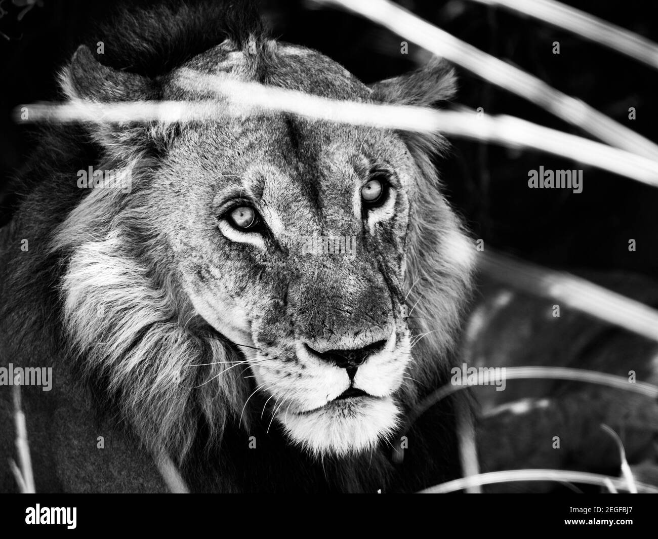 Ritratto del leone maschile che giace nell'erba Foto Stock