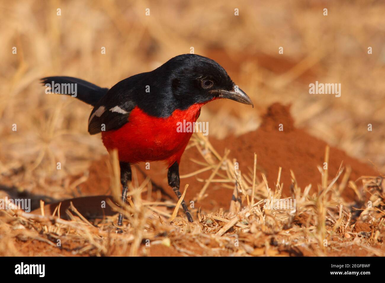Shrike, Laniarius atrococcineus, allevato a terra tra erbe, Bela-Bela, provincia di Limpopo, Sudafrica Foto Stock