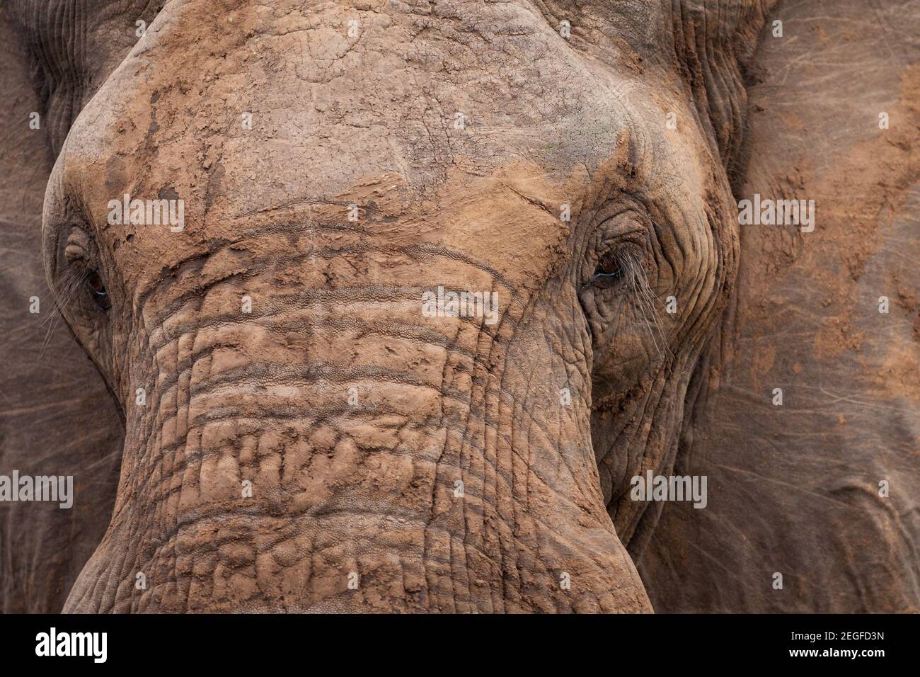 Ritratto di elefante africano maturo, Loxodonta africana, toro, distretto di Letaba, Parco Nazionale Kruger, Sudafrica Foto Stock