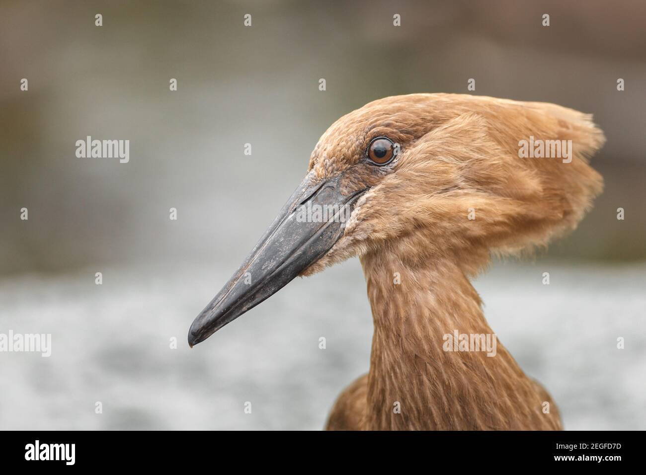 Ritratto di Hamerkop, Scopus umbretta, con acqua che scorre sullo sfondo, Letaba District, Kruger National Park, Sudafrica Foto Stock
