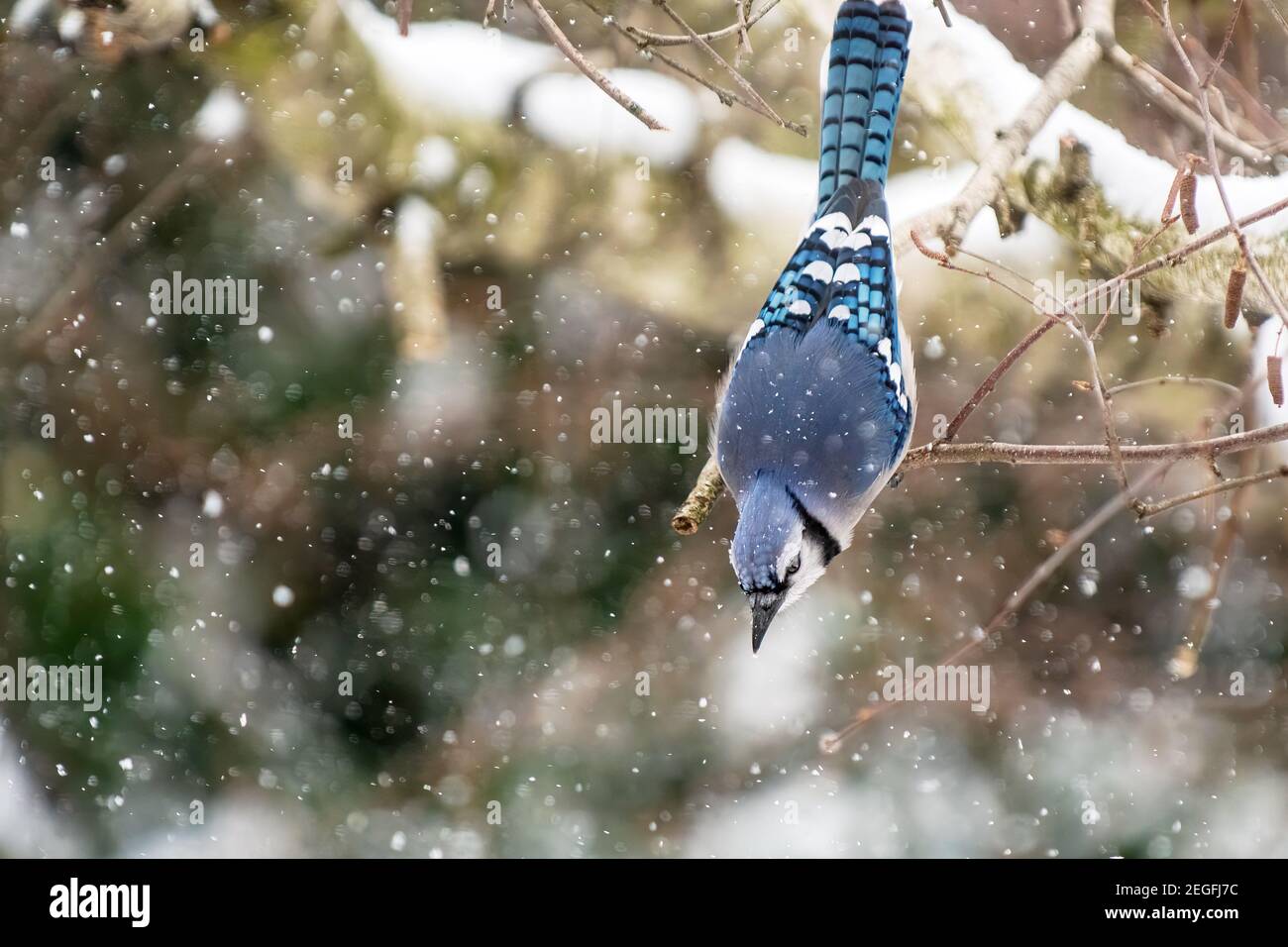 Blue jay in habitat invernale Foto Stock