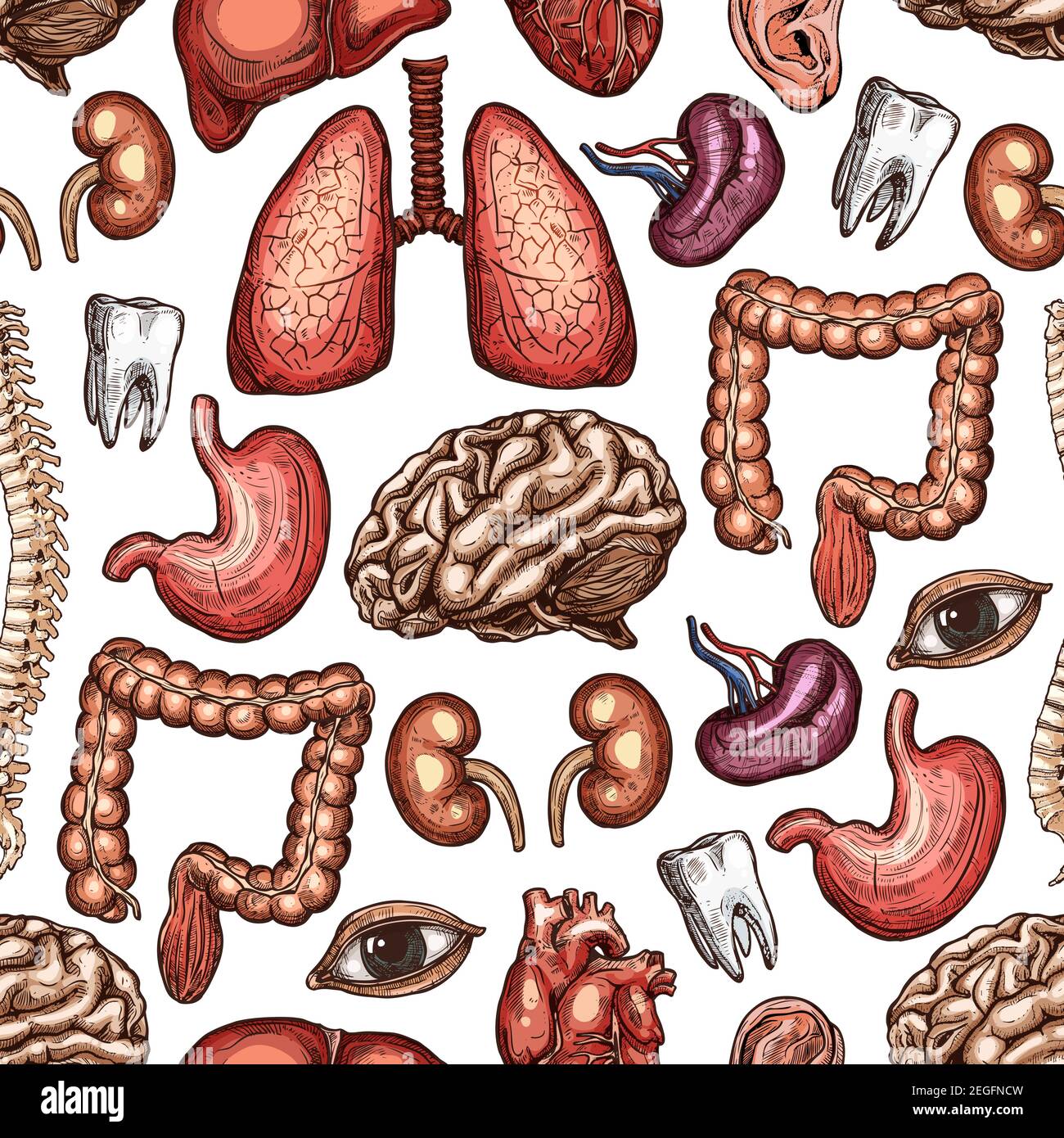 Anatomia Sfondo Modello Senza Giunture Con Organo Umano E Parte Del